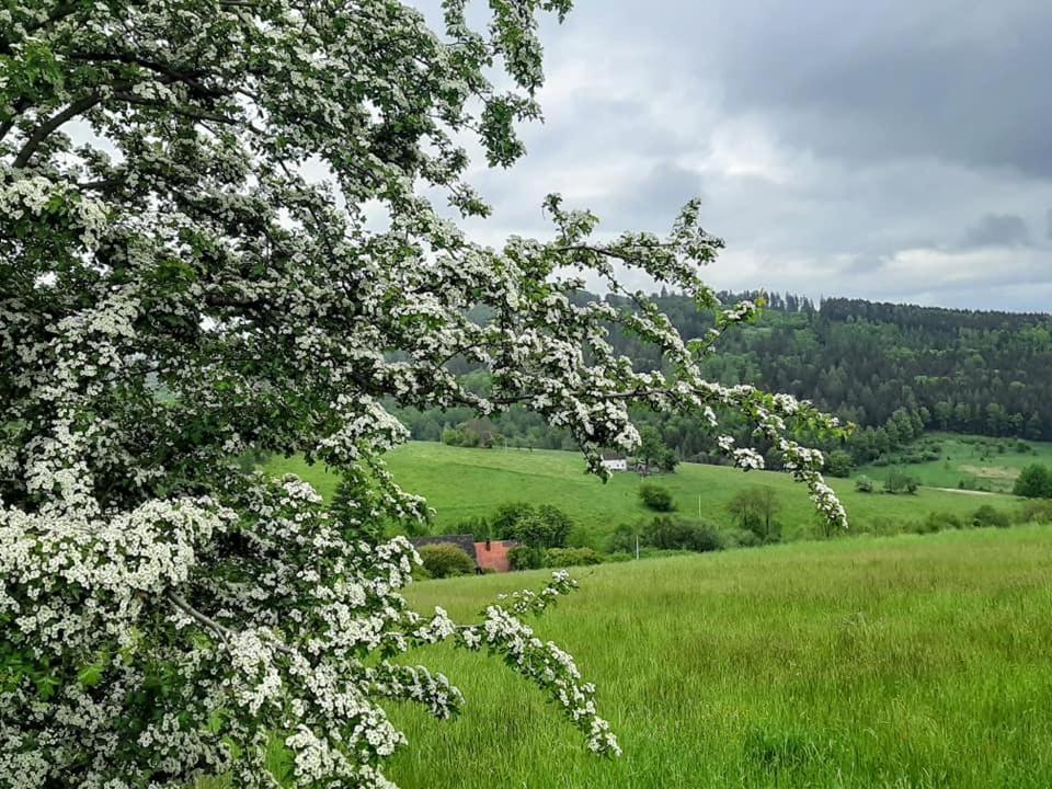 Вилла Zielona Roza Вамбежице Экстерьер фото